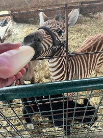 Barnyard Petting Zoo photo 6