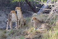 The Living Desert Zoo and Gardens photo 3