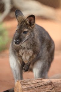 The Living Desert Zoo and Gardens photo 4
