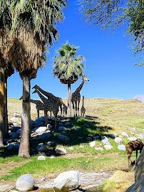 The Living Desert Zoo and Gardens photo 5