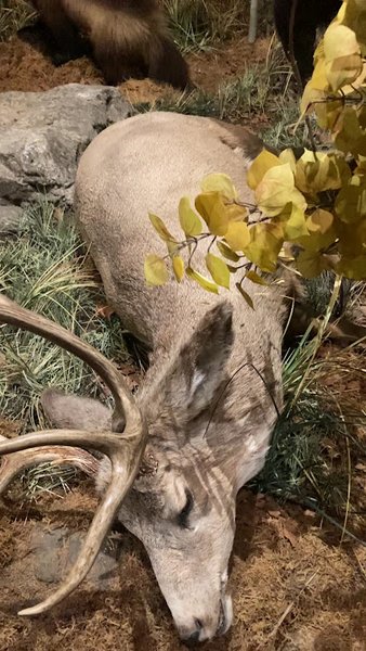 The Museum at Rolling Hills Zoo photo 2