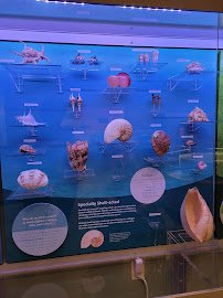 North Carolina Museum of Natural Sciences at Greenville and Contentnea Creek photo 5
