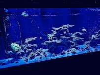 The Aqua King Aquarium Service LLC