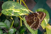 Butterfly House & Aquarium photo 5
