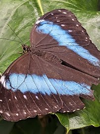 Butterfly House & Aquarium photo 6