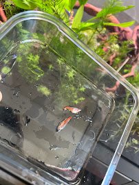 Infinite Aquarium photo 4