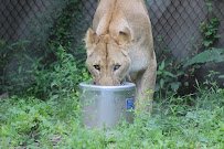 Big Cat Exhibits photo 2