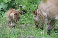 Big Cat Exhibits photo 3