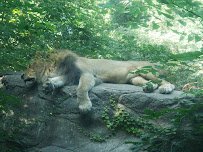 Big Cat Exhibits photo 4