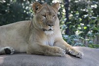 Big Cat Exhibits photo 5
