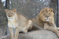 Big Cat Exhibits photo 6