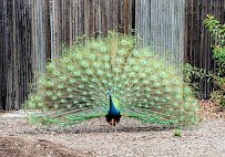 Orange County Zoo photo 5