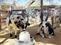 Orange County Zoo photo 6