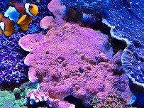 The Love Aquarium photo 4