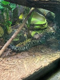 Habitat Africa! The Forest