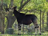 Habitat Africa! The Forest photo 3