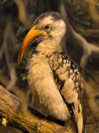 Habitat Africa! The Forest photo 4