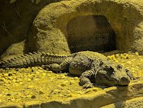 Habitat Africa! The Forest photo 5