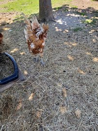 Village Petting Zoo photo 3