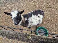 Village Petting Zoo photo 5