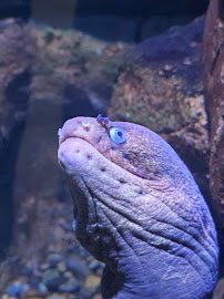 Tide Pool & Aquarium photo 2