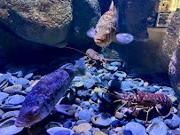 Tide Pool & Aquarium photo 3