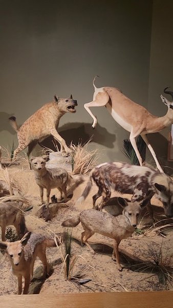 Oakes Museum of Natural History photo 2