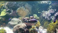 National Aquarium photo 2