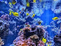 National Aquarium photo 4
