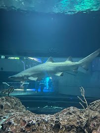 National Aquarium photo 5