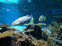 National Aquarium photo 6