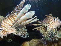 Gulf Specimen Aquarium photo 4