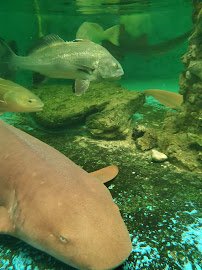 Gulf Specimen Aquarium photo 5