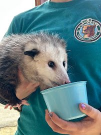 Wild Wonders, Inc photo 5