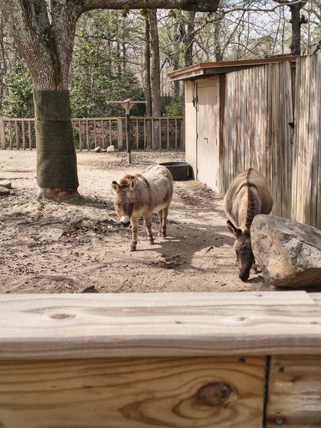 High Ropes Adventure Course at Hattiesburg Zoo photo 6
