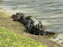 Plantation Palms Golf Club photo 6