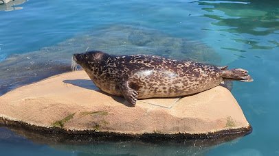 Kovler Seal Pool photo 2