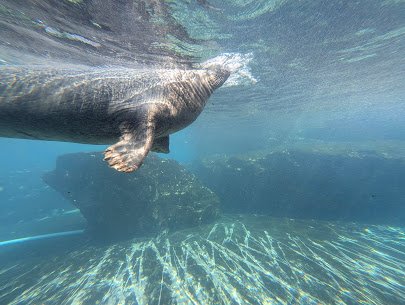 Kovler Seal Pool photo 4
