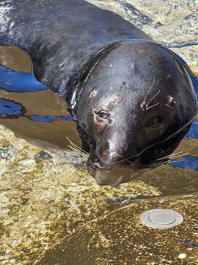 Kovler Seal Pool photo 5