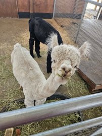 Lil' Buckaroo's Petting Zoo