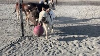 Lil' Buckaroo's Petting Zoo photo 2