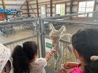Lil' Buckaroo's Petting Zoo photo 3