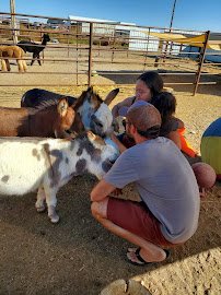 Lil' Buckaroo's Petting Zoo photo 6