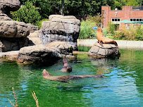 California Sea Lion Pool photo 3