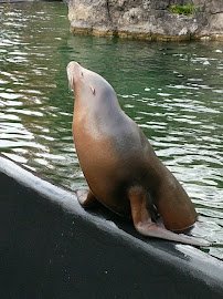 California Sea Lion Pool photo 6