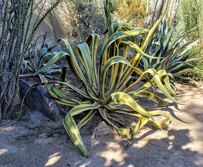 Moorten Botanical Garden photo 6