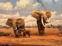 Natural History Museum of Los Angeles County photo 5