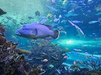 Aquarium at the Boardwalk photo 4
