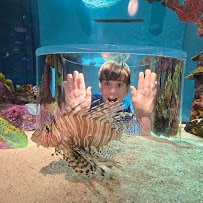 Aquarium at the Boardwalk photo 6