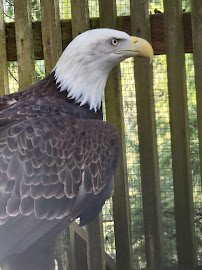 Cascades Raptor Center